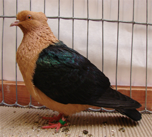 guldgimpel