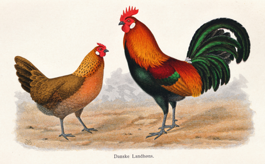 landhns