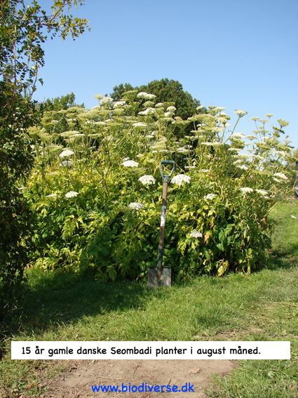 seombadi blomst